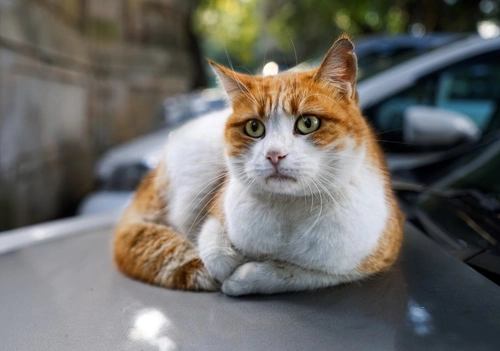 10 Essential Tips for Stress-Free Cat Car Journeys