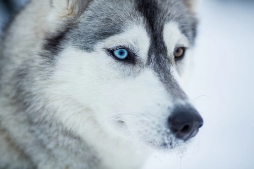 Understanding Dog Vision: What Does Your Dog Really See?