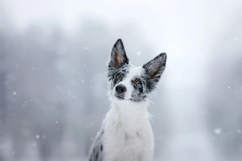 How to Tell If Your Dog is Enjoying Christmas Day