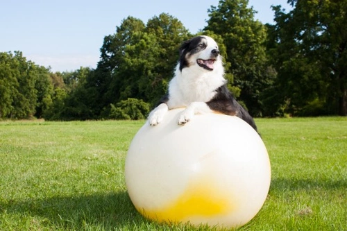 Try Treibball: The Exciting New Canine Sport for All Dogs