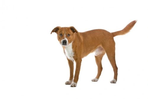 Is the Austrian Pinscher a Good Choice of Pet?