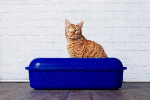 7 razones por las que tu gato desordena su bandeja sanitaria