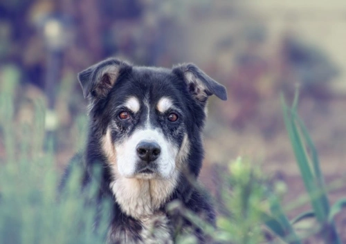 Canine Cataracts: FAQ on Causes, Signs, and Treatment