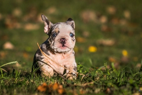 Merle Bulldogs - What You Need to Know About Merle English Bulldogs