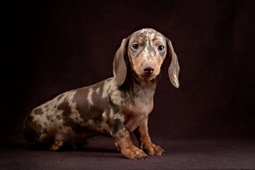 Double dapple Dachshunds: Health risks and responsible breeding