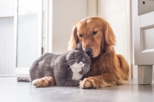 Where to Turn If You Think Your Pet Is Sick