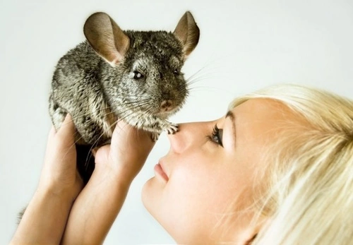 Heatstroke and Seizures in Chinchillas: Causes & Prevention