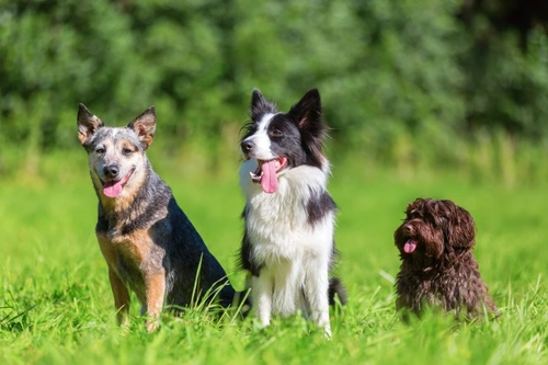 Should you join a dog breed club? Benefits & tips