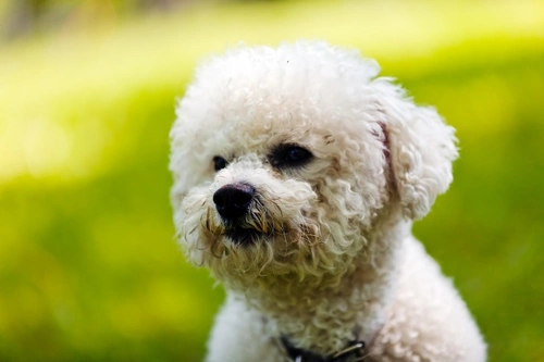 Corneal lipidosis in the Bichon Frise: Causes, Symptoms & Care