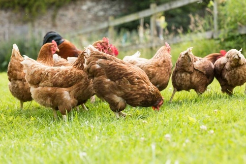 Marek’s Disease in Chickens: Causes, Symptoms & Prevention