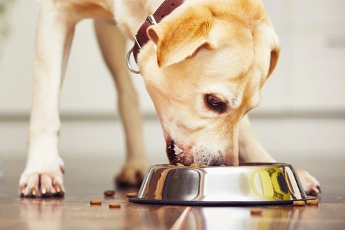 Top 5 Excuses People Use to Overfeed Their Dogs