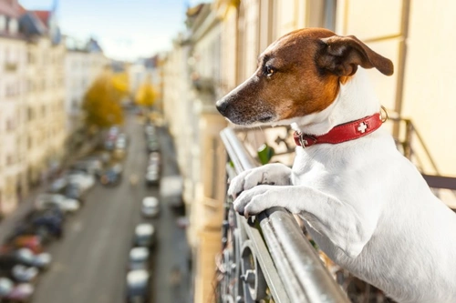 Dogs and Balconies: How to Keep Your Dog Safe