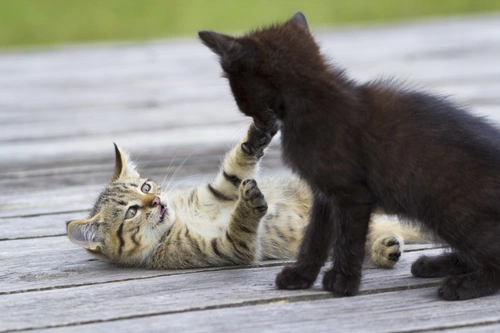 Why Do Cats Fight? Causes and Solutions You Should Know
