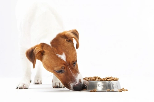 Causas y prevención de la agresividad por comida en perros