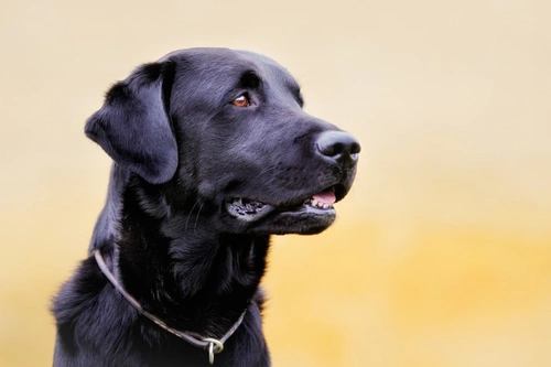 How to protect your dog against canine hepatitis safely