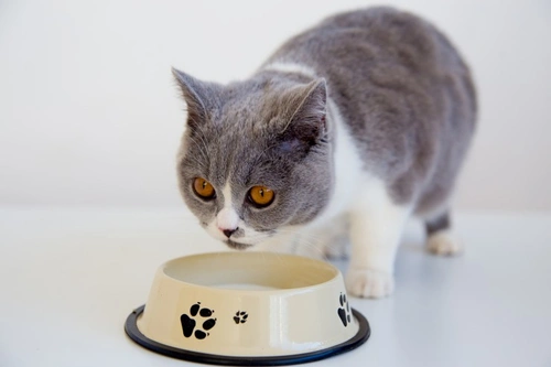 Feeding Raw Food to Cats: Benefits and Risks Explained
