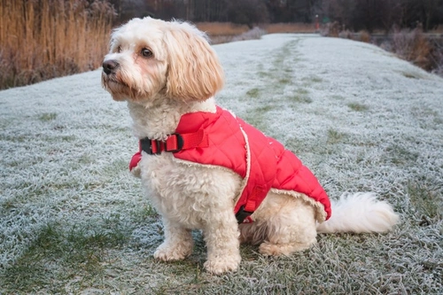 Is a Cavachon the Right Dog for You? Complete Guide