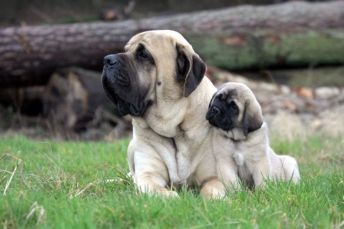 How to Introduce Your New Puppy to Your Resident Dog