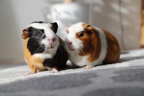 Keeping small caged pets calm and safe on Guy Fawkes Night
