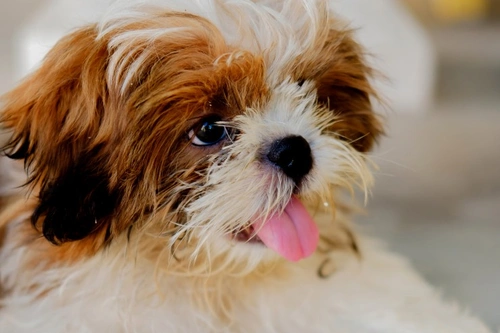 Tactile Communication: How Dogs Use Touch to Connect