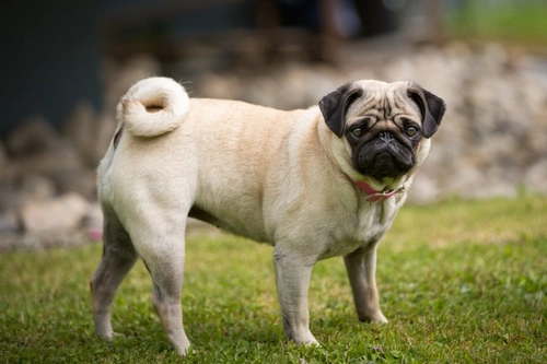 Breed Club Hemivertebrae Testing Explained