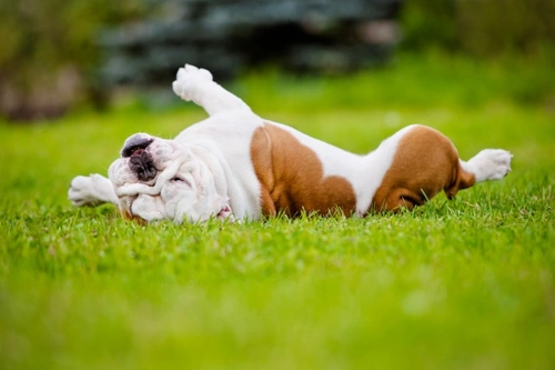 Canine behaviour explained: Why dogs roll in grass