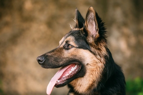 What colour should your dog’s teeth be? Tips for healthy teeth