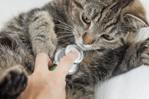 Signs of Illness in Cats: When to Call the Vet