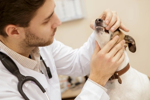 Yellow Dog Gums: Understanding Jaundice in Dogs