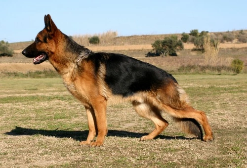 Treatment options for hip dysplasia in dogs: Surgical and Non-Surgical
