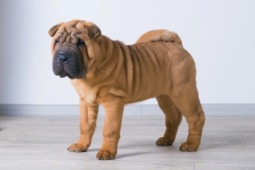 Complete Guide to Caring for a Shar Pei's Skin and Coat
