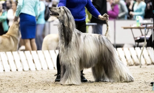 How Best in Show Classes Are Judged at UK Dog Shows