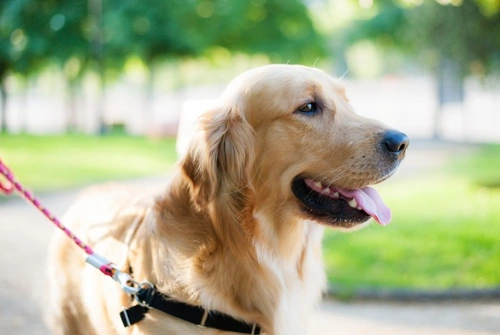 Recognising the Symptoms of Stroke in Dogs
