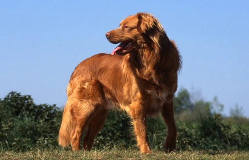 Complete Guide to Canine Nutrition & Reproduction