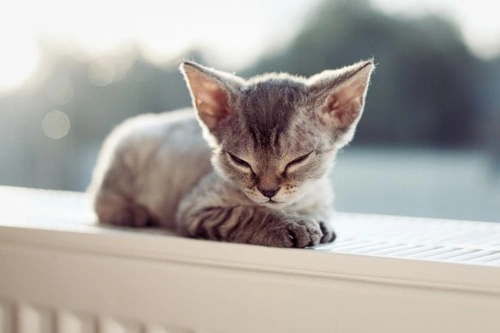 All About Rex Cat Breeds: Unique Curly-Haired Cats