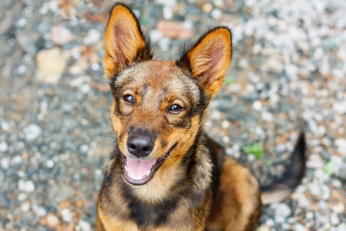 Most Contagious Canine Diseases in the USA Explained