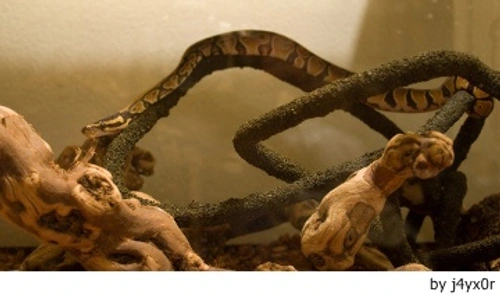 Boas, pitones y anacondas: Nuestros 10 consejos básicos