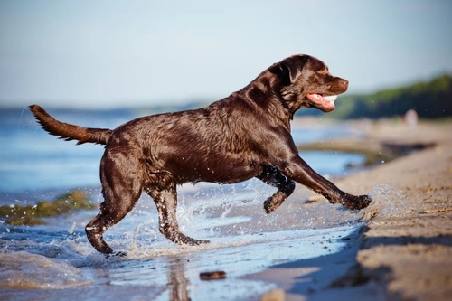 Labrador Retriever Popularity in the UK: 2025 Trends Explained