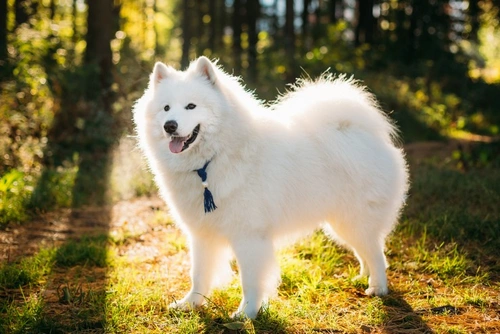 Vogt-Koyanagi-Harada in Dogs: Causes, Symptoms & Care