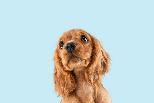 7 Approaches to Treating Dog Allergies Effectively