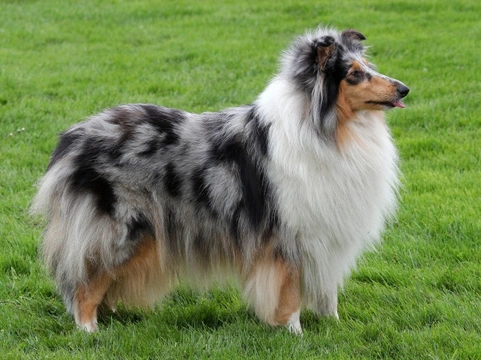 Guía completa sobre neutropenia cíclica canina en Collies