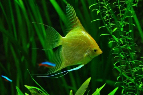 ¿Cómo alimento a mis peces mientras estoy de vacaciones?