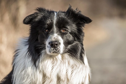 Life Expectancy of Epileptic Dogs: What Owners Should Know
