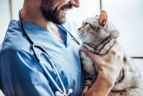 Should veterinary staff be classed as key workers during coronavirus?