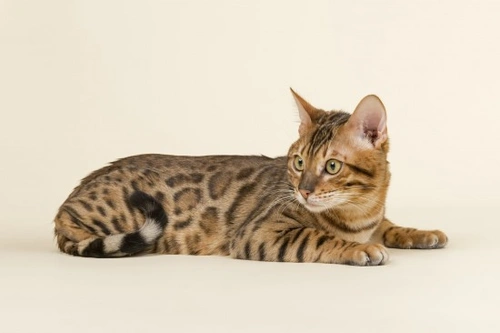 Inherited Health Problems in Bengal Cats: What to Know