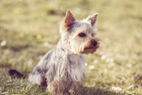 Tracheal Collapse in Dogs: Causes, Symptoms & Care