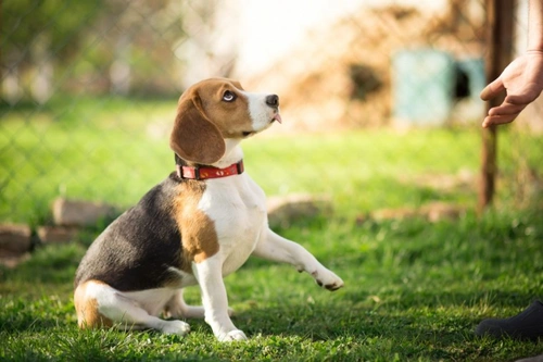 Hardest Dog Cues to Teach: Why They Challenge Your Dog