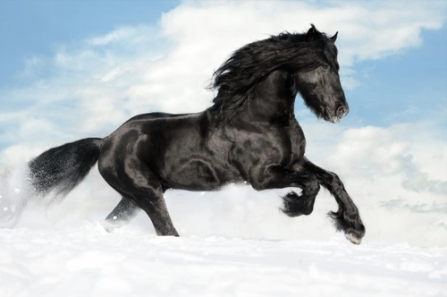 30 Fun Horse Facts to Teach Kids Care & Safety