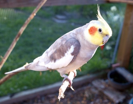 How to Care for a Bird with Arthritis: Complete 2025 Guide