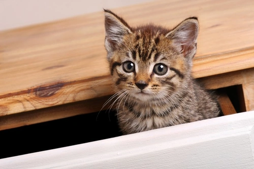 Dangerous Places Where Cats Like to Hide Safely